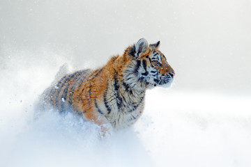 Tiger in wild winter nature, running in the snow. Siberian tiger, Panthera tigris altaica. Action wildlife scene with dangerous animal. Cold winter in taiga, Russia. Snowflakes with wild cat.