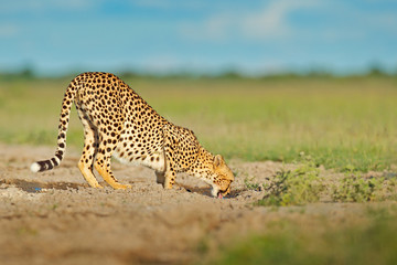 Cheetah in grass, blue sky with clouds. Spotted wild cat in nature habitat. Cheetah, Acinonyx jubatus, walking wild cat. Fastest mammal on the land, Botswana, Africa. African nature, wet season.