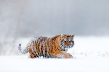 Tiger in wild winter nature, running in the snow. Siberian tiger, Panthera tigris altaica. Action...