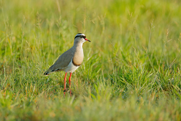 Crowned Lapwing, Vanellus coronatus, bird in the green grass, Moremi, Okavango delta, Botswana. Wildlife scene from nature. Grey white lapwing with red black bill. Birdwatching in Africa.
