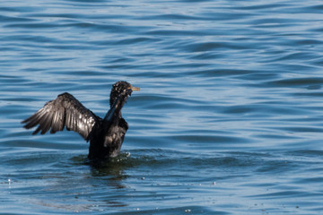 Duck Landing in Harbor