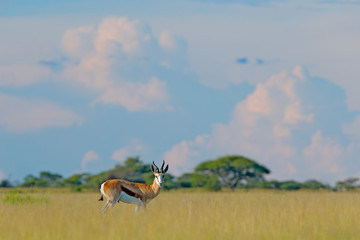 Springbok, Antidorcas marsupialis, animal walking in the water grass during hot day with stoprm clouds. Forest mammal in habitat, Okavango, Botswana. Wildlife scene with deer from African. nature.