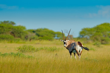 Gemsbok with green forest, evening sunset. Gemsbuck, Oryx gazella, large antelope in nature...