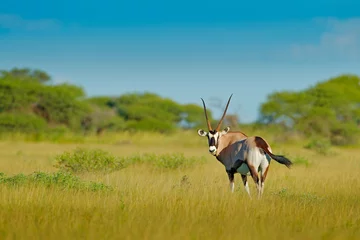  Gemsbok with green forest, evening sunset. Gemsbuck, Oryx gazella, large antelope in nature habitat, Nxai Pan, Botswana, Africa. Wild animals in the savannah. Animal with big straight antler horn. © ondrejprosicky