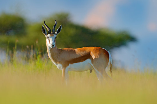 Springbok, Antidorcas marsupialis, animal walking in the water grass during hot day. Forest mammal in the habitat, Okavango, Botswana. Wildlife scene with deer from African. nature.