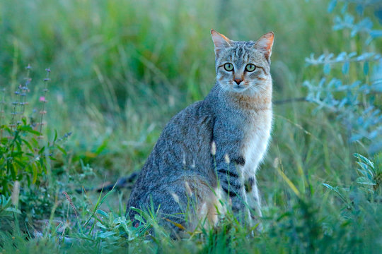 African wildcat, Felis lybica, also called Near Eastern Wild Cat. Wild animal in nature habitat, grass meadow, Nxai Pan National Park, Botswana, Africa.