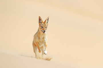 Jackal running on the sand dune in the Namib desert. Hot day in sand, animal from Namibia, Africa, jackal behaviour. Wildlife scene from nature.