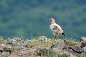 Egyptian vulture, Neophron percnopterus, big bird of prey sitting on the stone in nature habitat, Madzarovo, Bulgaria, Eastern Rhodopes. White vulture with yellow bill.
