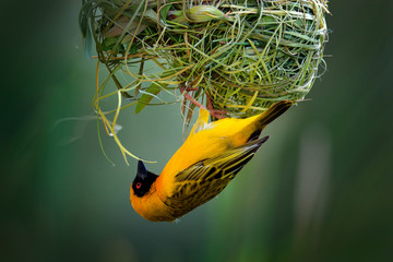 African southern masked weaver, Ploceus velatus, build the green grass nest. Yellow birds with...