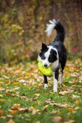 Young Border Collie retrieves food dummy