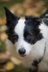 Young border collie in nature looking to the camera