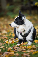 Young border collie lying in a autumn meadow and looking to the side