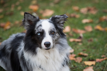 Adult border collie dog lying in a autumn meadow and looking to the camera