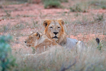 Portrait of pair of African lions, Panthera leo, detail of big animals, Kruger National Park South Africa. Cats in nature habitat. Greeting of male and female.
