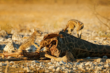 Giraffe carcass with two feeding jackals, animal behaviour in Etosha NP, Namibia in Africa. Wildlife scene from nature. Jackal in the habitat, evening sunset light. Animals with food, giraffe kill.
