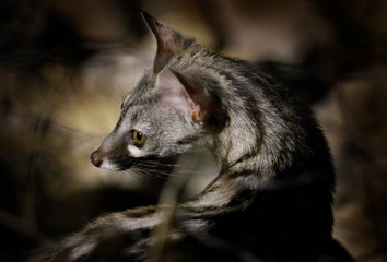 Obraz premium Small-spotted genet, G. genetta, in the dark forest, Etosha NP, Namibia, Africa. Night nature, detail portrait of beautiful animal, hunting in the night. Wildlife scene from African nature.