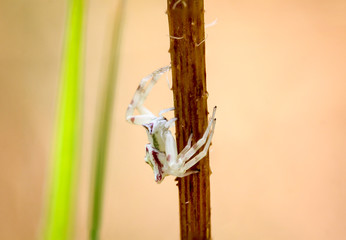 Spinne am Halm