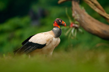 King vulture, Sarcoramphus papa, large bird found in Central and South America. Flying bird, forest in the background. Wildlife scene from tropic nature. Red head bird. Condor with open wing, Panama.