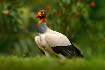 King vulture, Sarcoramphus papa, large bird found in Central and South America. Flying bird, forest...