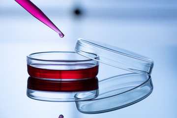 Petri dish and a pipette on a blue background in a scientific genetic laboratory