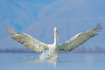 Dalmatian pelican, Pelecanus crispus, in Lake Kerkini, Greece. Palican with open wing, hunting animal. Wildlife scene from Europe nature. Bird on blue sky. Palican with long orange bill. Bird in fly.