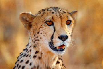 Cheetah face, Acinonyx jubatus, detail close-up portrait of wild cat. Fastest mammal on the land, Etosha NP, Namibia. Wildlife scene from African nature. Beautiful fur coat animal, Africa - obrazy, fototapety, plakaty