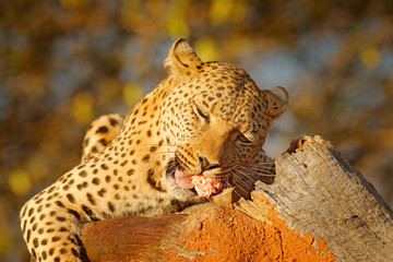 Leopard feeding catch on the tree. Animal kill behaviour in the Africa. Wild cat with zebra...