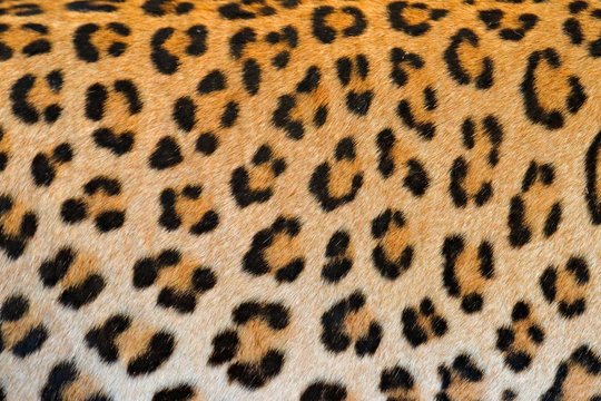 Leopard fur coat spotted detail, close-up portrait of wild cat, Etosha NP, Namibia in Africa. Wildlife scene from African nature.