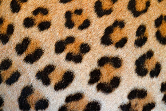 Leopard fur coat spotted detail, detail close-up portrait of wild cat, Etosha NP, Namibia in Africa. Wildlife scene from African nature.