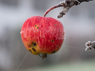 Der letzte Apfel am Baum