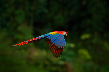 Red parrot in forest. Macaw parrot flying in dark green vegetation. Scarlet Macaw, Ara macao, in tropical forest, Costa Rica. Wildlife scene from tropical nature.