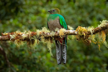Resplendent Quetzal, Savegre in Costa Rica with green forest in background. Magnificent sacred green and red bird. Detail portrait of beautiful tropic animal. Bird with long tail.