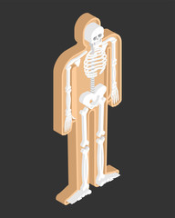 Skeleton isometric anatomy of human body. Internal organs 3D. Skull and Bones. Pelvic bone and ribs. Spine and vertebrae. organ systems body.