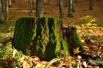 Very old stump covered by moss in the forest