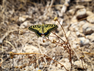 Schwalbenschwanz, Schmetterling