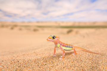 Obraz premium Gecko z wydmy Namib, Namibia. Pachydactylus rangei, gekon palmato nizinny w naturalnym środowisku pustynnym. Jaszczurka na pustyni Namib z błękitnym niebem z chmurami, szeroki kąt. Przyroda dzikiej przyrody.