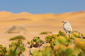 Tractrac chat, Emarginata tractrac, small grey passerine bird in Namib desert with yellow orange...