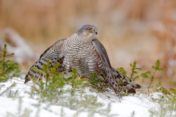 Eurasian sparrowhawk, Accipiter nisus, sitting on the snow in the forest with caught little songbird. Wildlife animal scene from nature. Bird in the winter forest habitat.