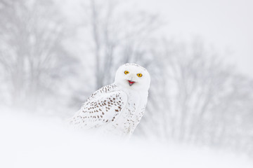 Snowy owl sitting on the snow in the habitat. Cold winter with white bird. Wildlife scene from nature, Manitoba, Canada. Owl on the white meadow, animal bahavior.
