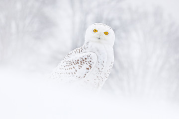 Naklejka premium Sowa śnieżna siedzi na śniegu w siedlisku. Mroźna zima z białym ptakiem. Scena dzikiej przyrody z natury, Manitoba, Kanada. Sowa na białej łące, zwierzę bahavior.
