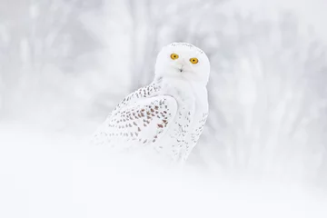 Wall murals Owl Snowy owl sitting on the snow in the habitat. Cold winter with white bird. Wildlife scene from nature, Manitoba, Canada. Owl on the white meadow, animal bahavior.