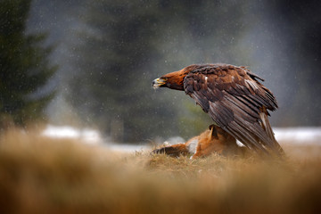 Aigle royal se nourrissant de renard roux tué dans la forêt pendant la pluie et les chutes de neige. Comportement des oiseaux dans la nature. Scène d& 39 alimentation avec grand oiseau de proie, aigle avec prise, Pologne, Europe.