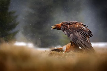 Garden poster Eagle Golden Eagle feeding on killed Red Fox in the forest during rain and snowfall. Bird behaviour in the nature. Feeding scene with big bird of prey, eagle with catch, Poland, Europe.