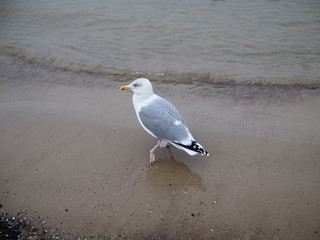 A seagull walking on the beach by the Baltic Sea on a cool, cloudy day