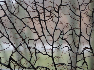 Fototapeta na wymiar Unusual background, the world seen through dried twigs, interesting wallpaper for the desktop or wall