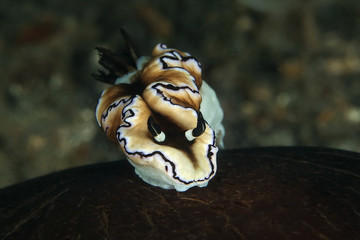 Nudibranch Doriprismatica atromarginata . Picture was taken in Lembeh strait, Indonesia