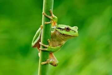 Washable wall murals Frog European tree frog, Hyla arborea, sitting on grass straw with clear green background. Nice green amphibian in nature habitat. Wild frog on meadow near the river, habitat.