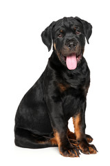 Obraz premium Portrait of a Young Rottweiler dog