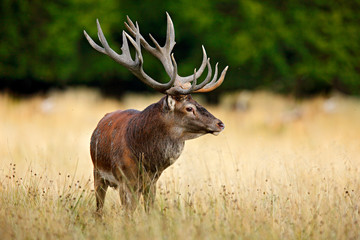 Red deer stag, majestic powerful adult animal outside autumn forest. Big animal in the nature...