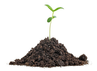 Pile of soil with cannabis sprout isolated on white background